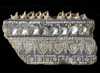 Antiquarium Comunale, Cornice di mosaico parietale con conchiglie, metà I sec. d.C.