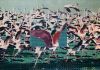 Claudio Cintoli, Flamingos, 1966 67, acrilico su tela, cm 151 x 260. Collezione Virna Lisi (Pieralisi)