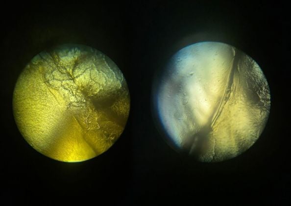 Hit ME!, 2020, frame di gelatine d’acqua e alghe essiccate viste da microscopio P. Wechter Wetzlar, Palazzo Rerebaudengo - Guarene d’Alba