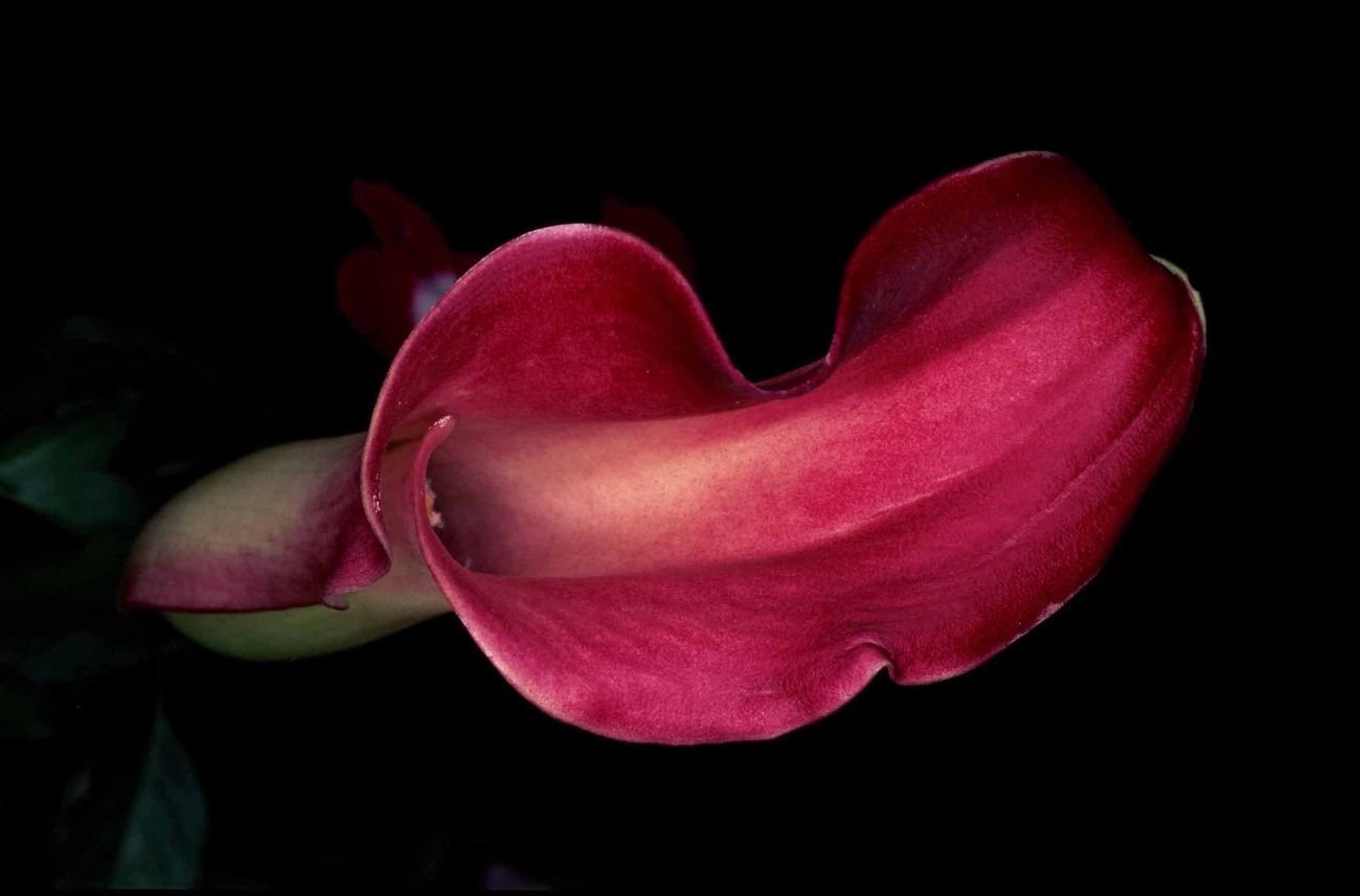 Nobuyoshi Araki, Flower Rond_021, 1997, color print. Courtesy Artspace AM, Tokyo © Nobuyoshi Araki