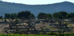 Veduta del campo di olivi, Galatina, 2019