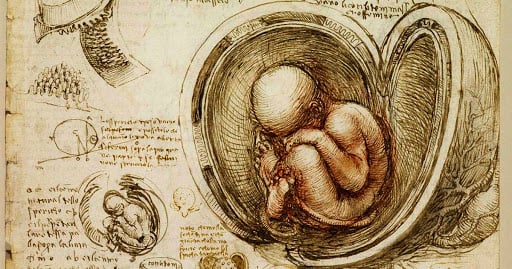 Leonardo Da Vinci, Studi anatomici