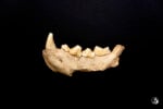 Neanderthal crediti ©️ UfficioStampaEComunicazione MiC Foto di Emanuele Antonio Minerva