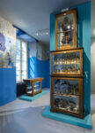 Museo di scienze naturali, collezione dell'Angelo, intervento cromatico alle pareti di Gianluca Quaglia ph Alberto Lorenzina