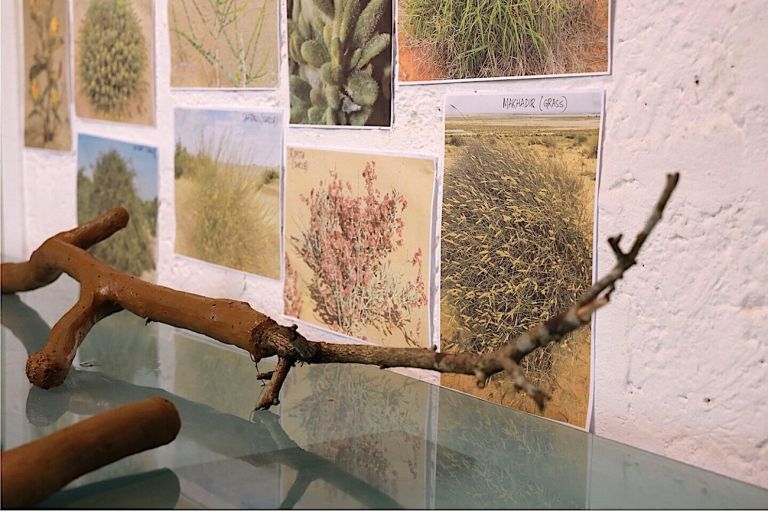 Desert is a Forest, Jameel Arts Center, Dubai