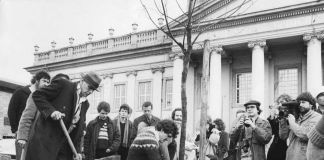 Joseph Beuys, 7000 querce, Documenta VII, Kassel, 1982