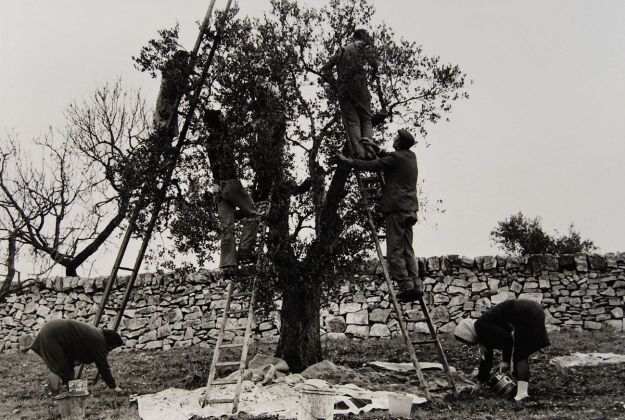 Lisetta Carmi, Cisternino, la raccolta delle olive, 1976 ca., cm 24x30 © Lisetta Carmi Martini & Ronchetti