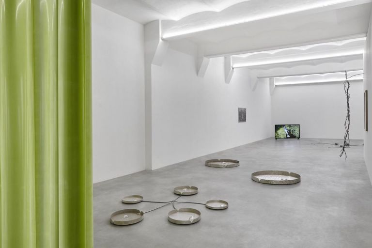 Nona Inescu. Waterlily Jaguar. Installation view at SpazioA, Pistoia 2021. Courtesy SpazioA