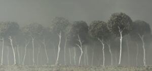 Il bosco che Antonioni voleva dipingere di bianco