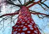 Yayoi Kusama, Ascension of Polka Dots on the Trees. Installation view at New York Botanical Garden, New York 2021. Photo Maurita Cardone