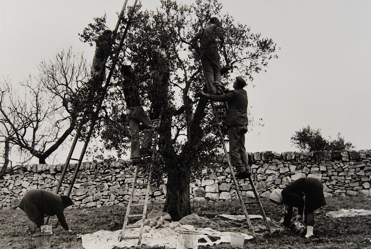 Lisetta Carmi - Cisternino la raccolta delle olive - 1976 ca cm 24x30 © Lisetta Carmi- Martini & Ronchetti