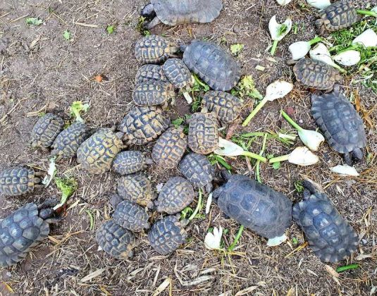 Le tartarughe che abitano il vivaio di Palisano