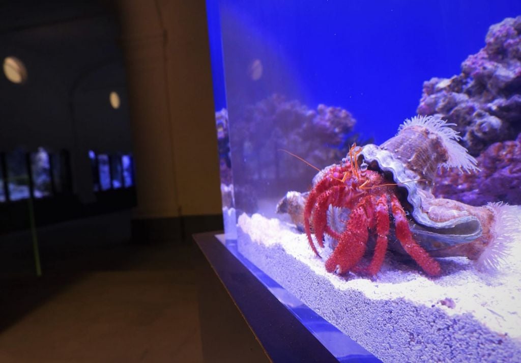 Riapre a Napoli lo storico Acquario della Stazione Zoologica Anton Dohrn