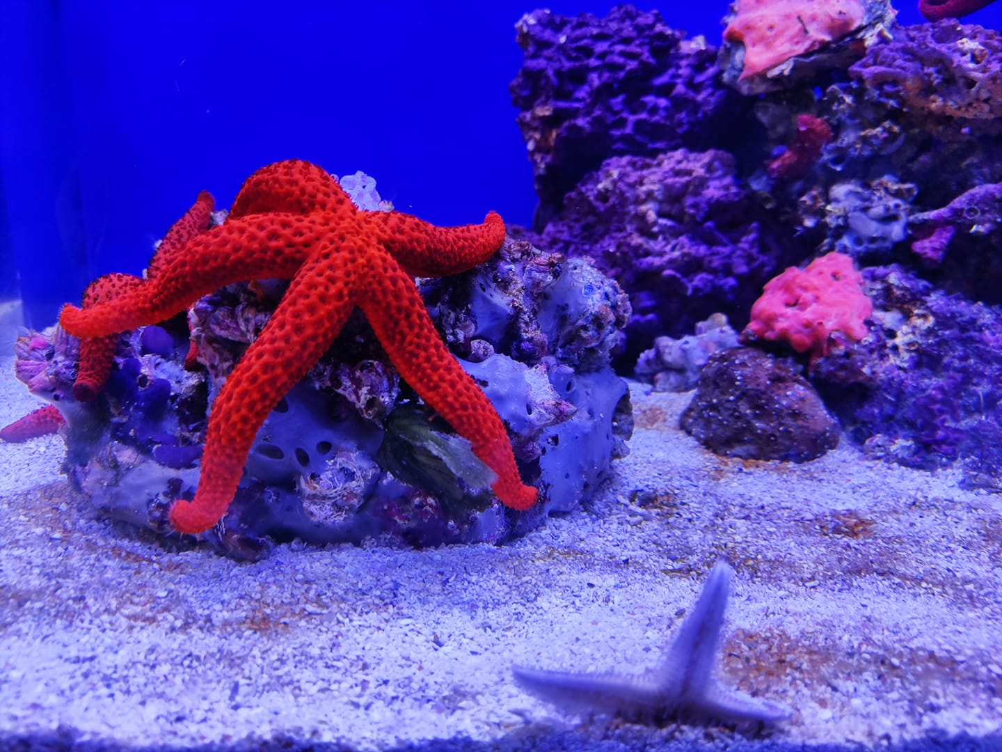 Acquario della Stazione Zoologica Anton Dohrn