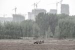 Cantiere a ovest di Kaifeng alle spalle di contadini al lavoro, 2019, Kaifeng, Provincia dello Henan. Photo © Samuele Pellecchia