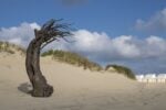 Els Dietvorst, Windswept, 2021 © Filip Claessens Westtoer