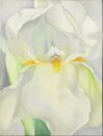 Georgia O'Keeffe White Iris No. 7, 1957 Museo Nacional Thyssen Bornemisza, Madrid © Georgia O’Keeffe Museum. VEGAP, Madrid, 2021