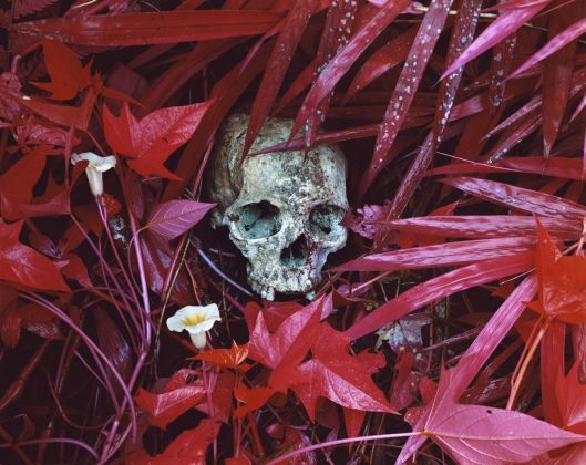 Richard Mosse, Of Lilies and Remains dalla serie Infra, eastern Democratic Republic of Congo, 2012. DZ Bank Art Collection © Richard Mosse