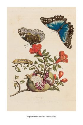 Wendy Williams – La vita e i segreti delle farfalle (Aboca, Sansepolcro 2020)