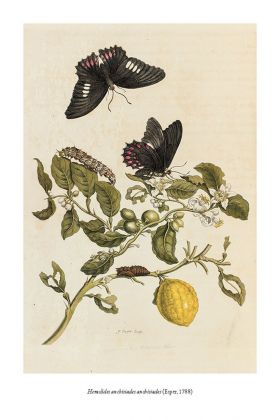Wendy Williams – La vita e i segreti delle farfalle (Aboca, Sansepolcro 2020)