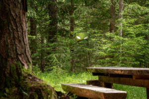 Sentieri d’arte a Cortina d’Ampezzo. Ecco le 4 opere della seconda edizione