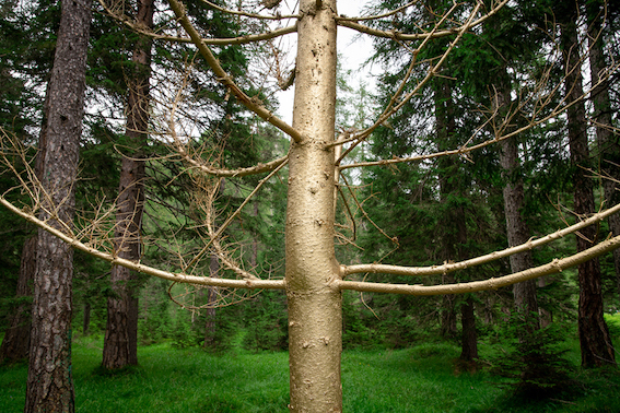 Alessandro Ferri (Dado), Albero magico, 2021_ ph. Rolando Paolo Guerzoni