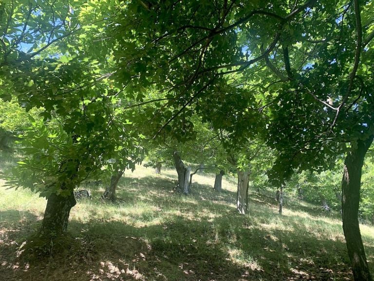 Linfa Festival 2021, Forest Bathing. Photo Claudia Zanfi