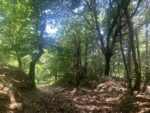 Linfa Festival 2021, Forest Bathing. Photo Claudia Zanfi