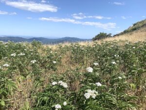 Arte e paesaggio tra i castagneti del Monte Amiata in Toscana