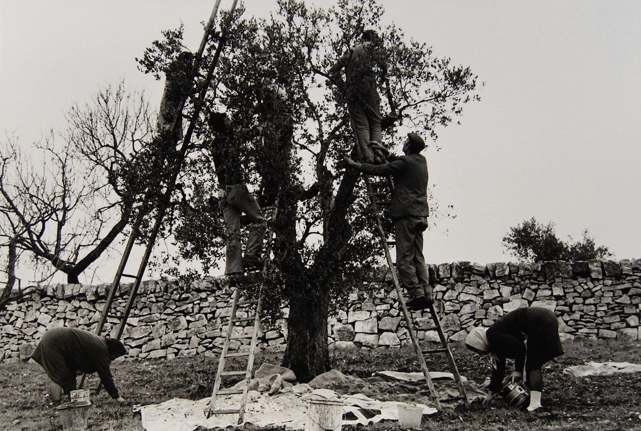 Lisetta Carmi, Cisternino, la raccolta delle olive, 1976 ca. © Lisetta Carmi - Martini & Ronchetti