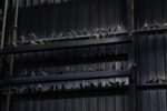 Maurizio Cattelan, Ghosts, 2021, piccioni in tassidermia. Installation view at Pirelli HangarBicocca, Milano 2021. Courtesy l'artista & Pirelli HangarBicocca, Milano. Photo Agostino Osio