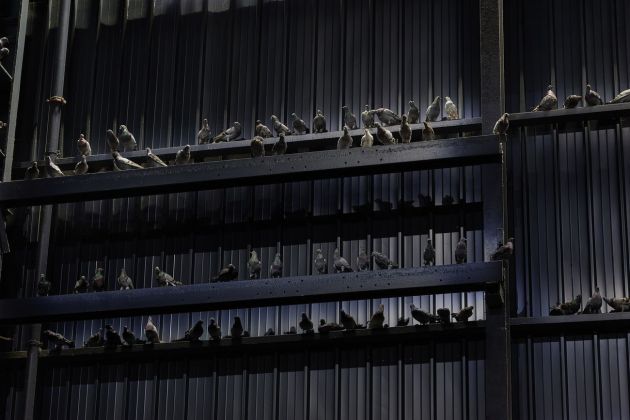Maurizio Cattelan, Ghosts, 2021, piccioni in tassidermia. Installation view at Pirelli HangarBicocca, Milano 2021. Courtesy l'artista & Pirelli HangarBicocca, Milano. Photo Agostino Osio