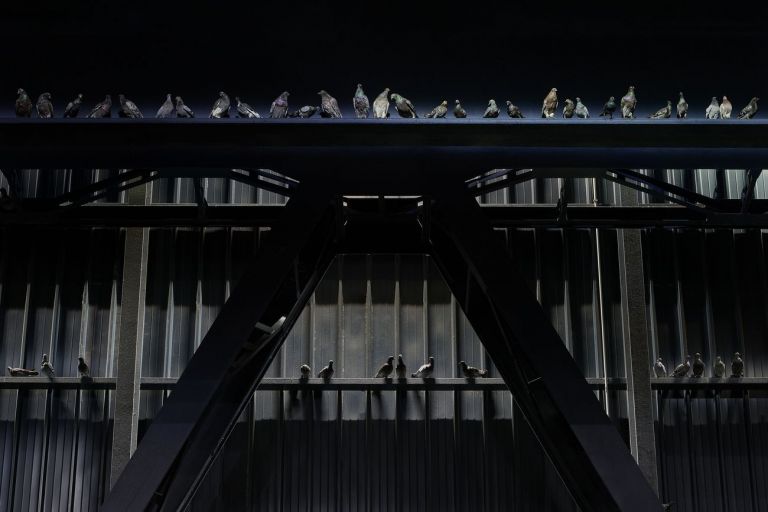 Maurizio Cattelan, Ghosts, 2021, piccioni in tassidermia. Installation view at Pirelli HangarBicocca, Milano 2021. Courtesy l'artista & Pirelli HangarBicocca, Milano. Photo Agostino Osio