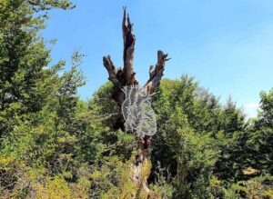 Arteparco nel Parco Nazionale d’Abruzzo. Inaugura nel bosco l’opera di Sissi