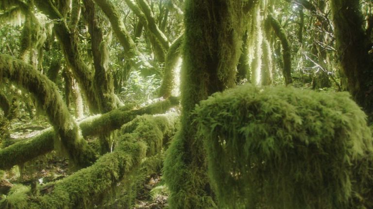 Silvia Maglioni & Graeme Thomson, Like Lichens Listen, 2021, still da film