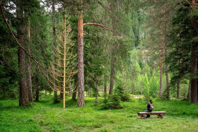 Alessandro Ferri (Dado), Albero magico, 2021. Photo Rolando Paolo Guerzoni