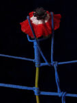 Anemone 5 31am 2021 copia Astamaremma, l'asta di Hypermaremma in collaborazione con Christie's approda a Capalbio