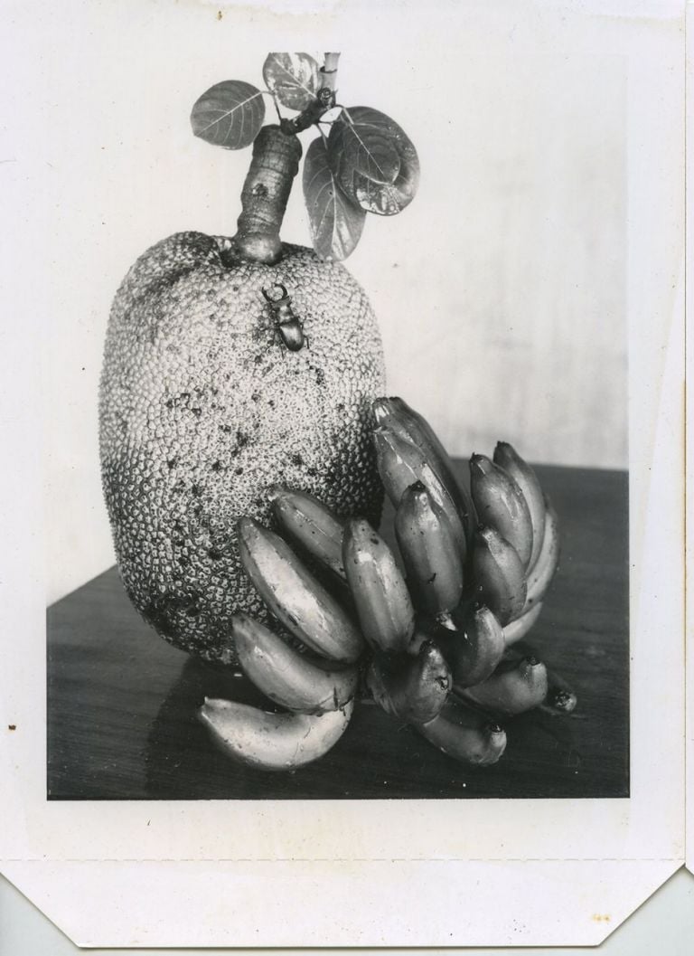 Gian Paolo Barbieri, Jackfruit, Seychelles, 2006. Courtesy Fondazione Gian Paolo Barbieri © Gian Paolo Barbieri