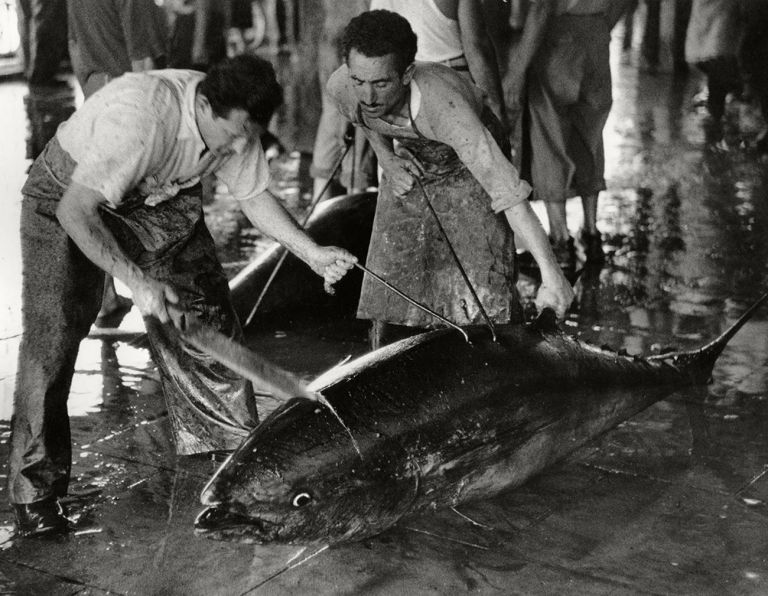 Herbert List, Si taglia la grande testa del tonno, Favignana, Italia, 1951, Collezione MAST. Courtesy of The Herbert List Estate - Magnum Photos