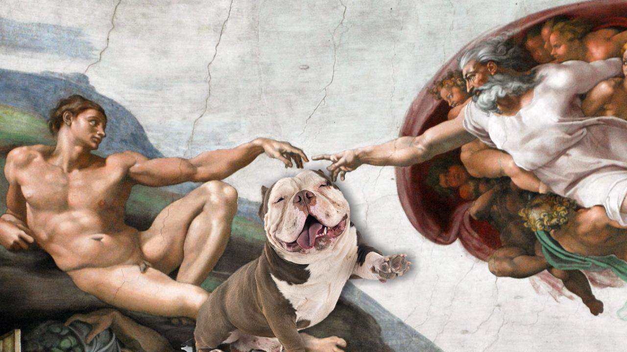 Musei Vaticani con cani