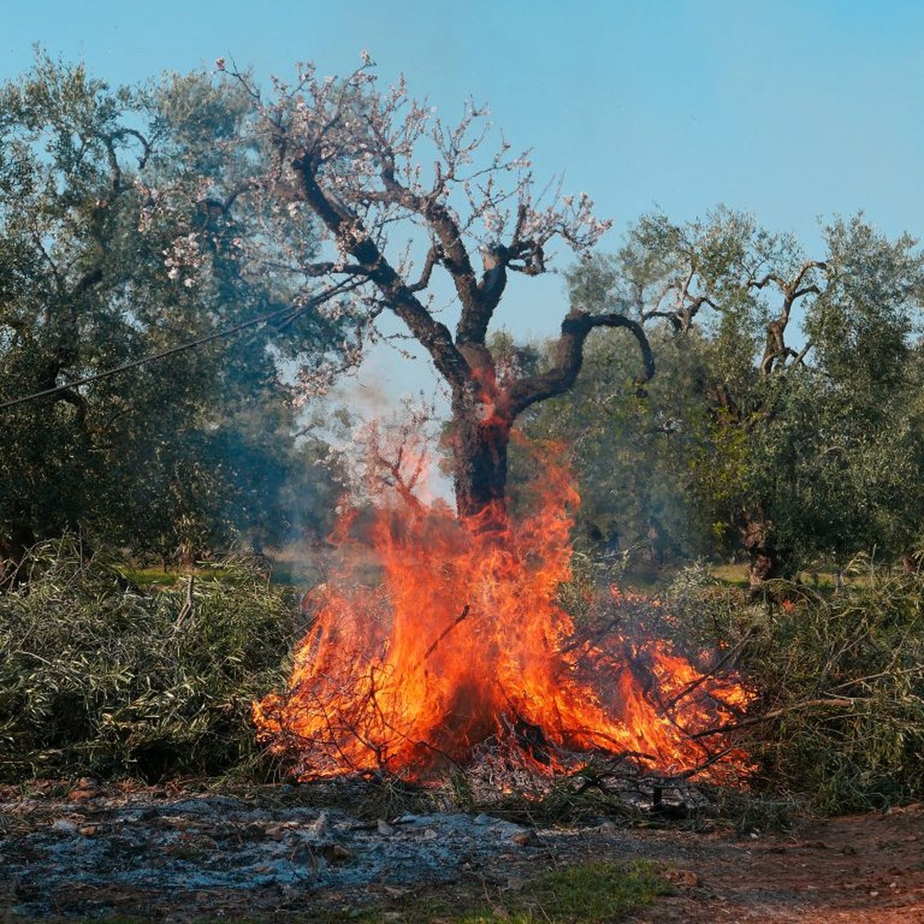 Piero Percoco, Puglia Cruda, 2021