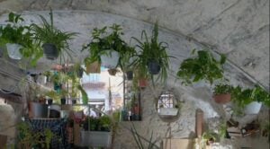 Una mostra vuota in un negozio di fiori. Succede a Napoli