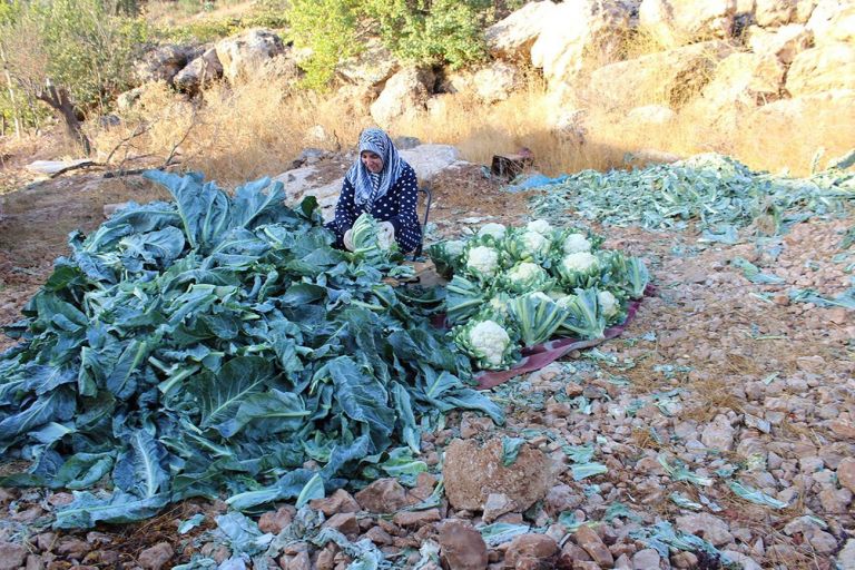 Vivien Sansour, Raccolto dei cavolfiori, Hebron, 2020 © Vivien Sansour. Palestine Heirloom Seed Library