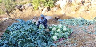 Vivien Sansour, Raccolto dei cavolfiori, Hebron, 2020 © Vivien Sansour. Palestine Heirloom Seed Library