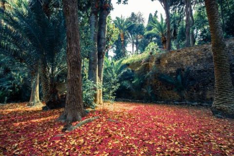 Orto Botanico Corsini ph.credits Giuseppe Zanoni