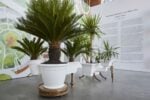 Eugenio Tibaldi, Senza titolo, Piante. Installation view at PAV, Torino 2021. Photo Agostino Osio – Alto Piano