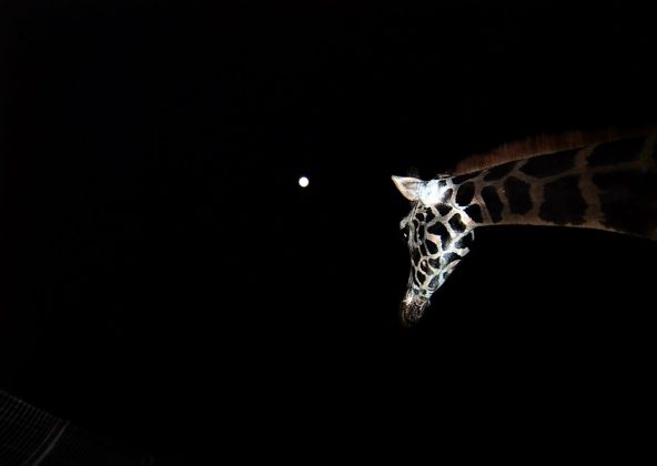 Paola Pivi, Untitled (Giraffe)
