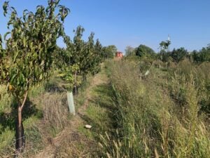 Agricoltura, arte e sostenibilità. Il progetto Soulfood Forestfarms a Milano