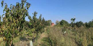 Tra campagna e città. Soulfood Forestfarms. Photo Claudia Zanfi