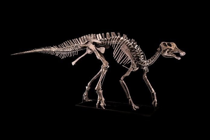 Henry, Hypacrosaurus sp., Cretaceo superiore, Campaniano. Courtesy of Cambi, Milano